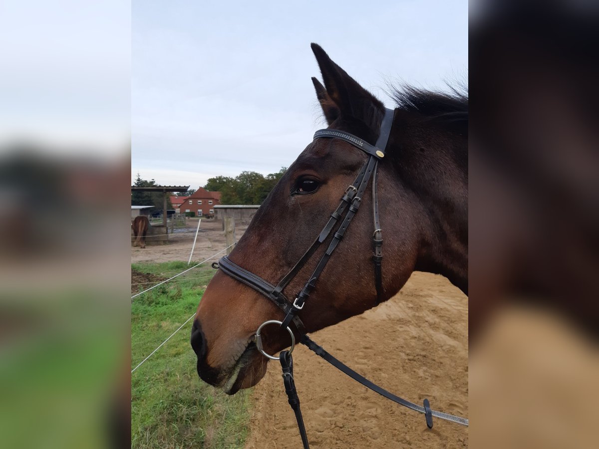 Hanoverian Mix Mare 25 years 16 hh Brown in Wedemark