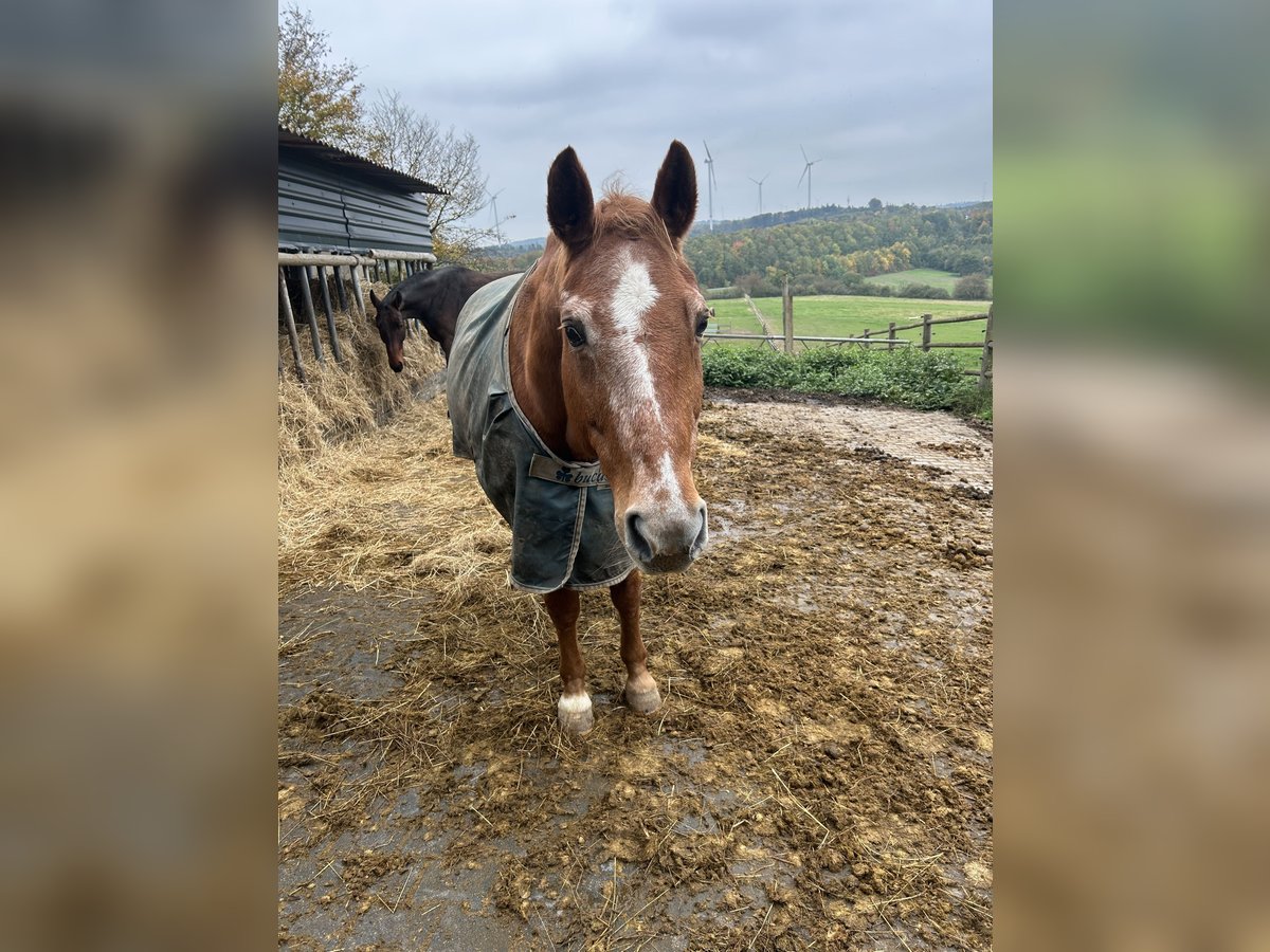 Hanoverian Mare 26 years in Boppard