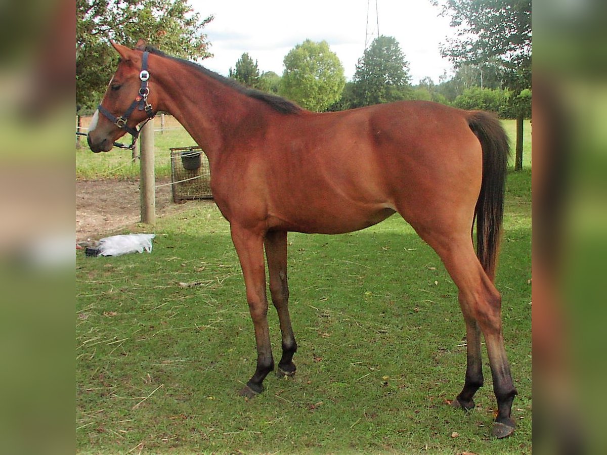 Hanoverian Mare 2 years 14,3 hh Brown in Falkensee