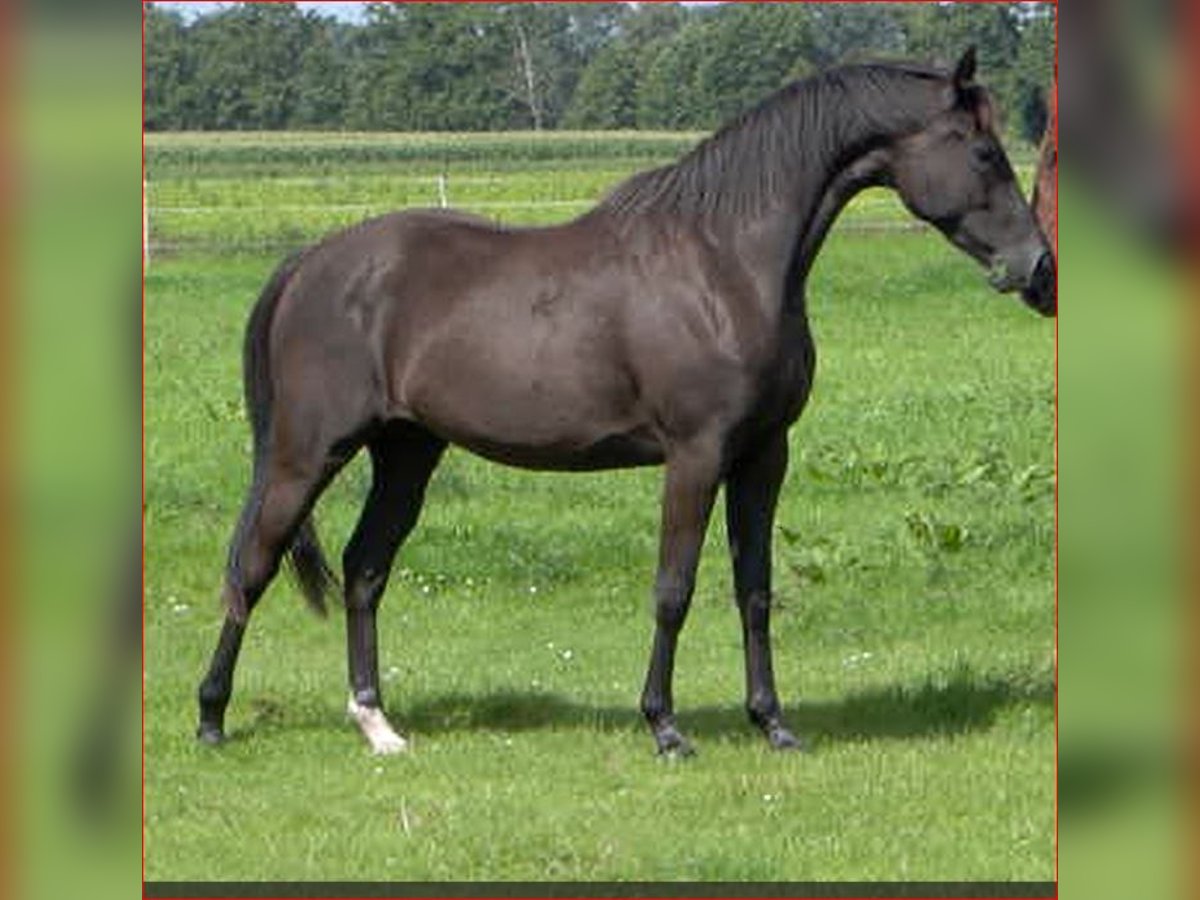 Hanoverian Mare 2 years 15,1 hh Black in Rehden