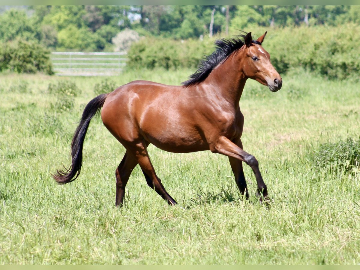 Hanoverian Mare 2 years 15,3 hh Bay-Dark in Neustadt am Rübenberge