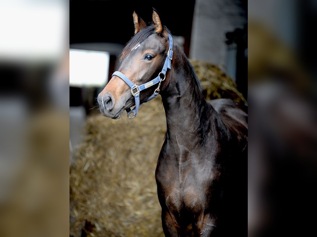 Hanoverian Mare 2 years 15,1 hh Bay-Dark in Isernhagen