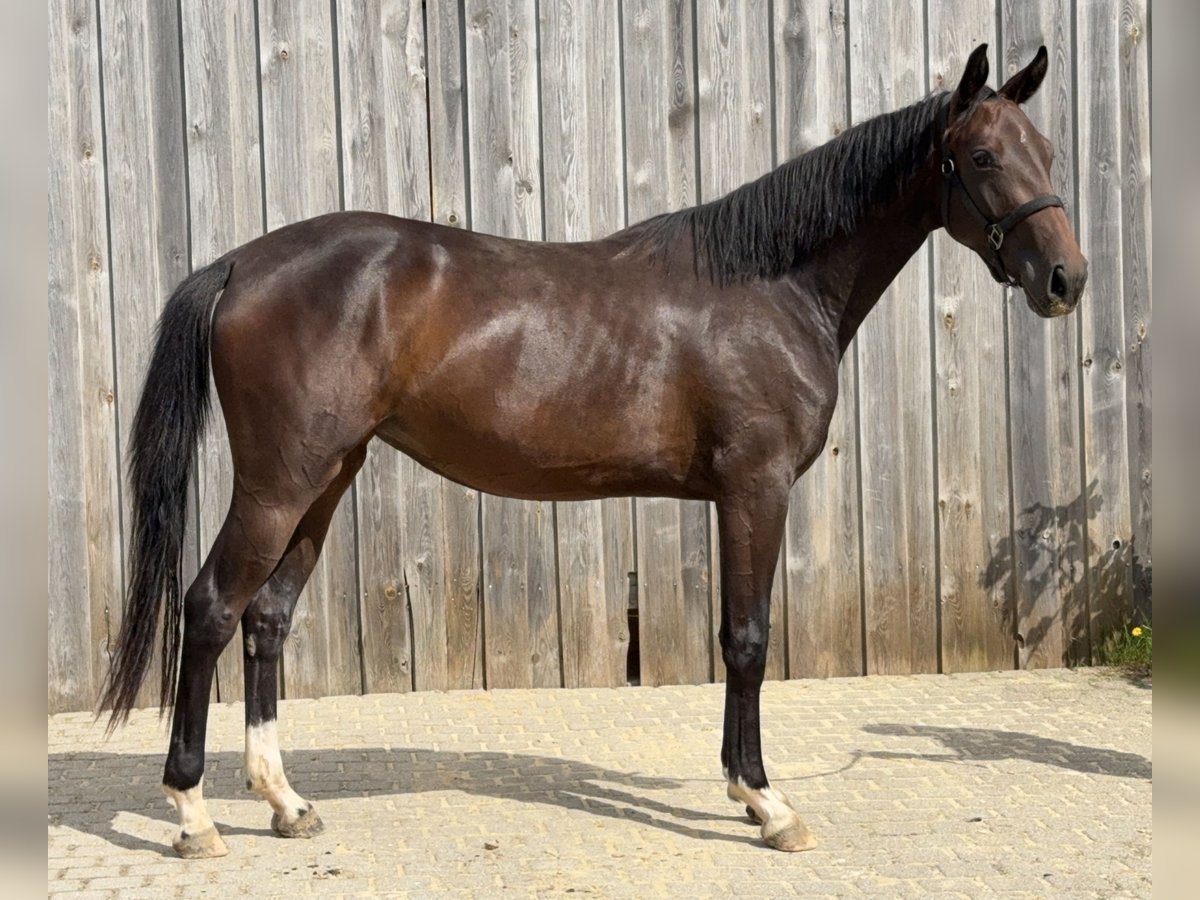 Hanoverian Mare 2 years 15,1 hh Bay-Dark in Sch&#xF6;nthal