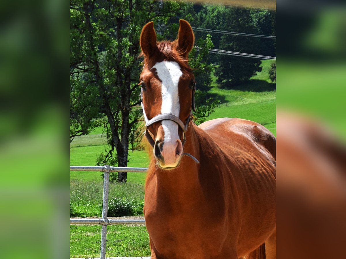 Hanoverian Mare 2 years 15,2 hh Chestnut-Red in Isny im Allg&#xE4;u