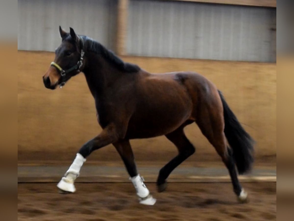 Hanoverian Mare 2 years 16,1 hh Brown in Fredenbeck