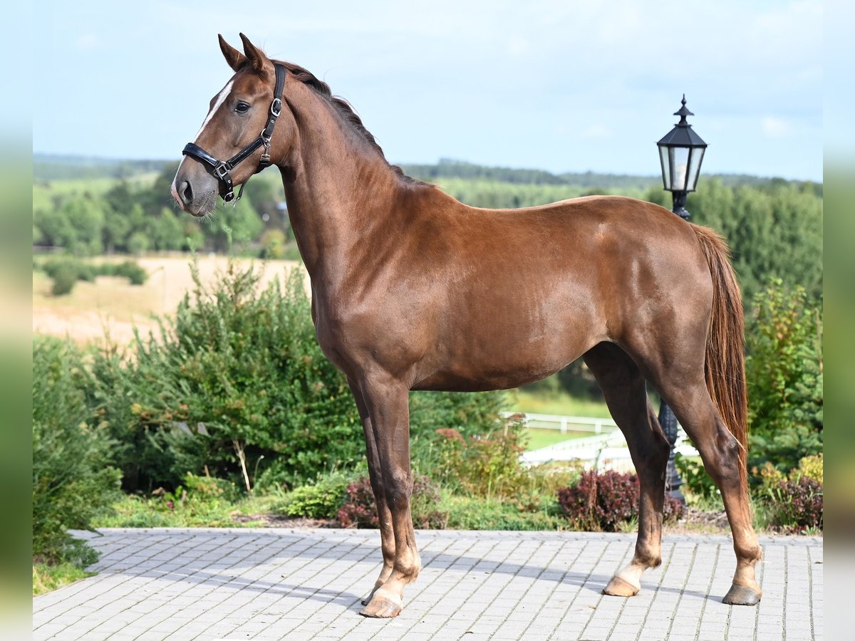 Hanoverian Mare 2 years 16,1 hh Chestnut-Red in Wysin