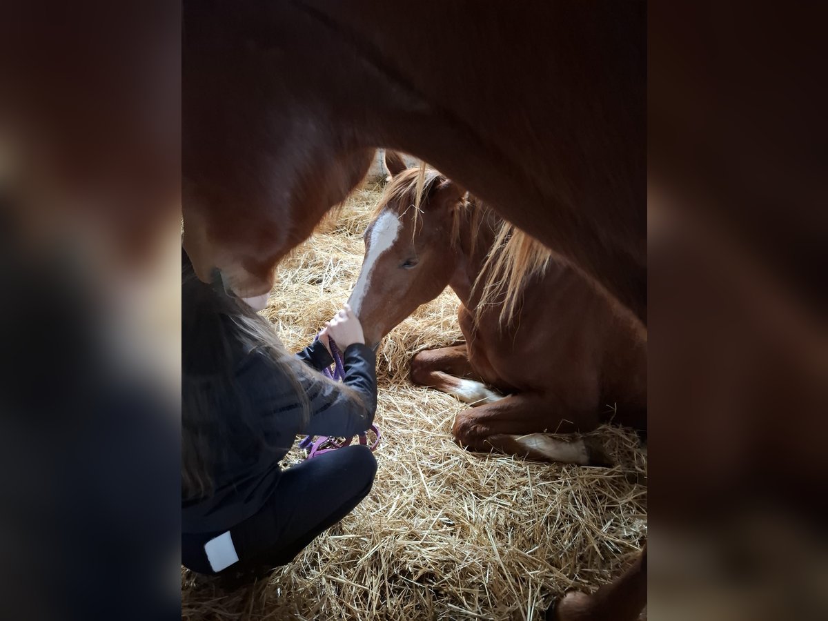 Hanoverian Mare 2 years 16,1 hh Chestnut-Red in Lutherstadt Wittenberg