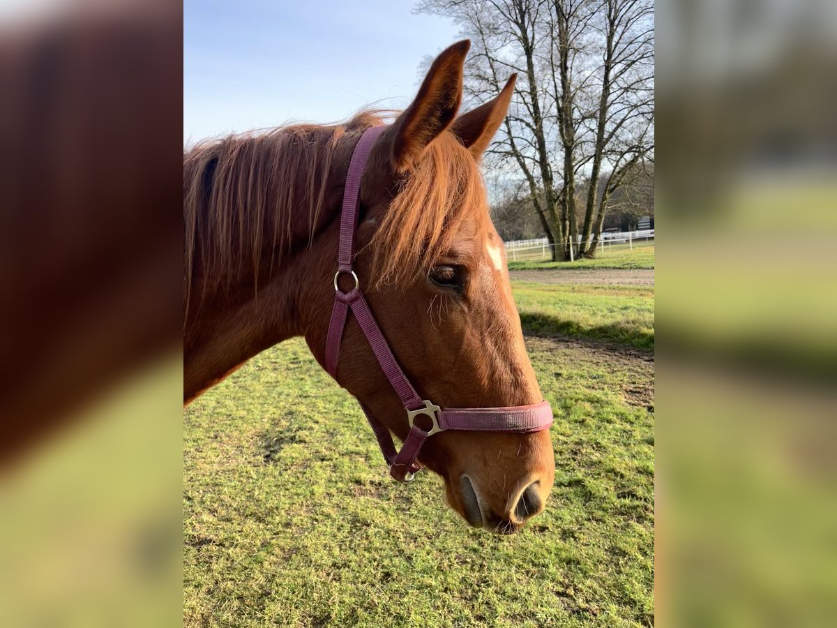 Hanoverian Mare 2 years 16,1 hh Chestnut-Red in Gartow