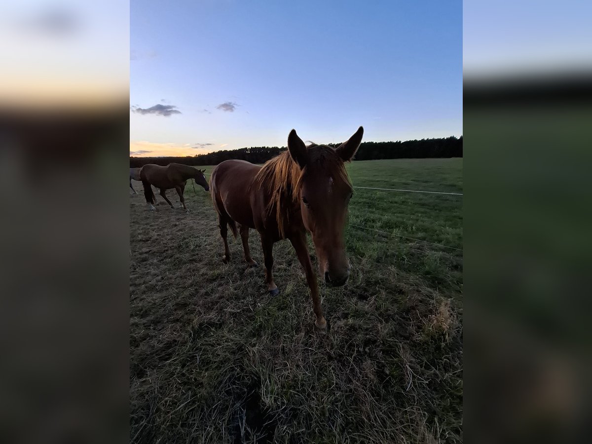 Hanoverian Mare 2 years 16,1 hh Chestnut-Red in Lutherstadt Wittenberg