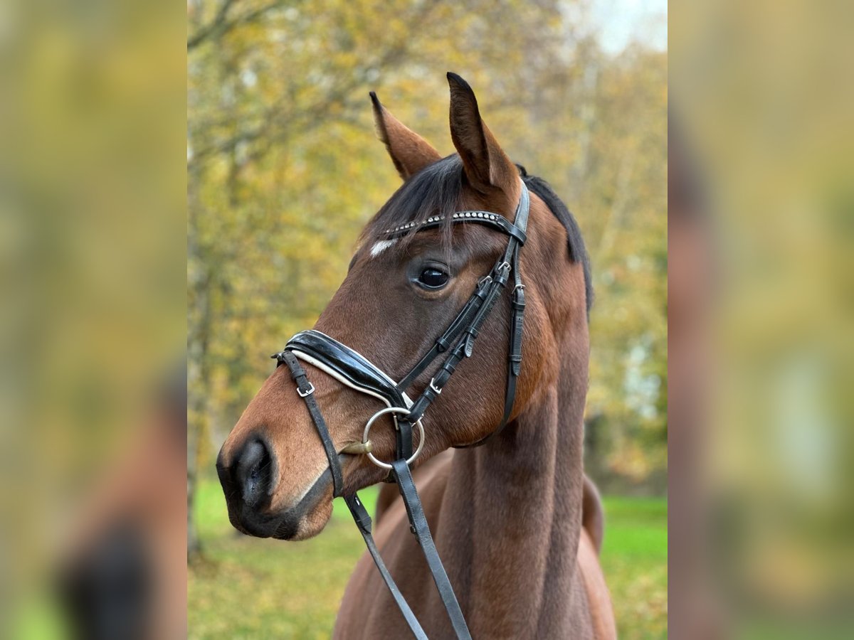 Hanoverian Mare 2 years 16,1 hh in Winsen (Luhe)