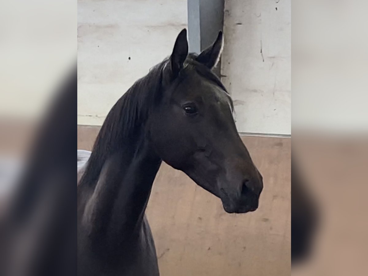 Hanoverian Mare 2 years 16,2 hh Black in Achim