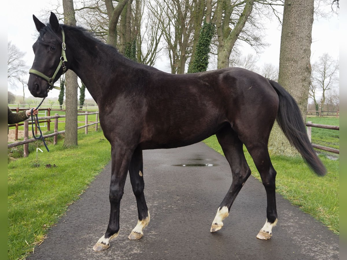 Hanoverian Mix Mare 2 years 16,2 hh Black in Uelsen