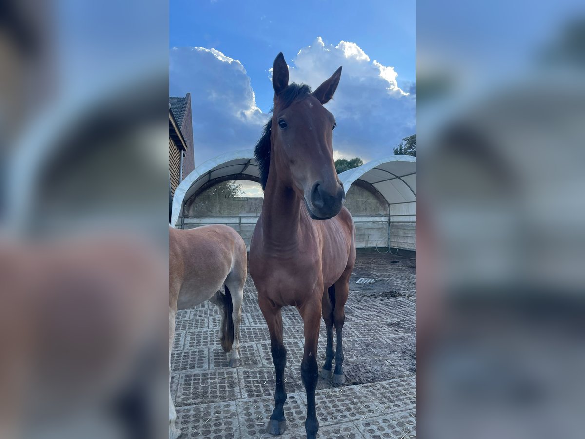 Hanoverian Mare 2 years 16,2 hh Brown in Mönchengladbach