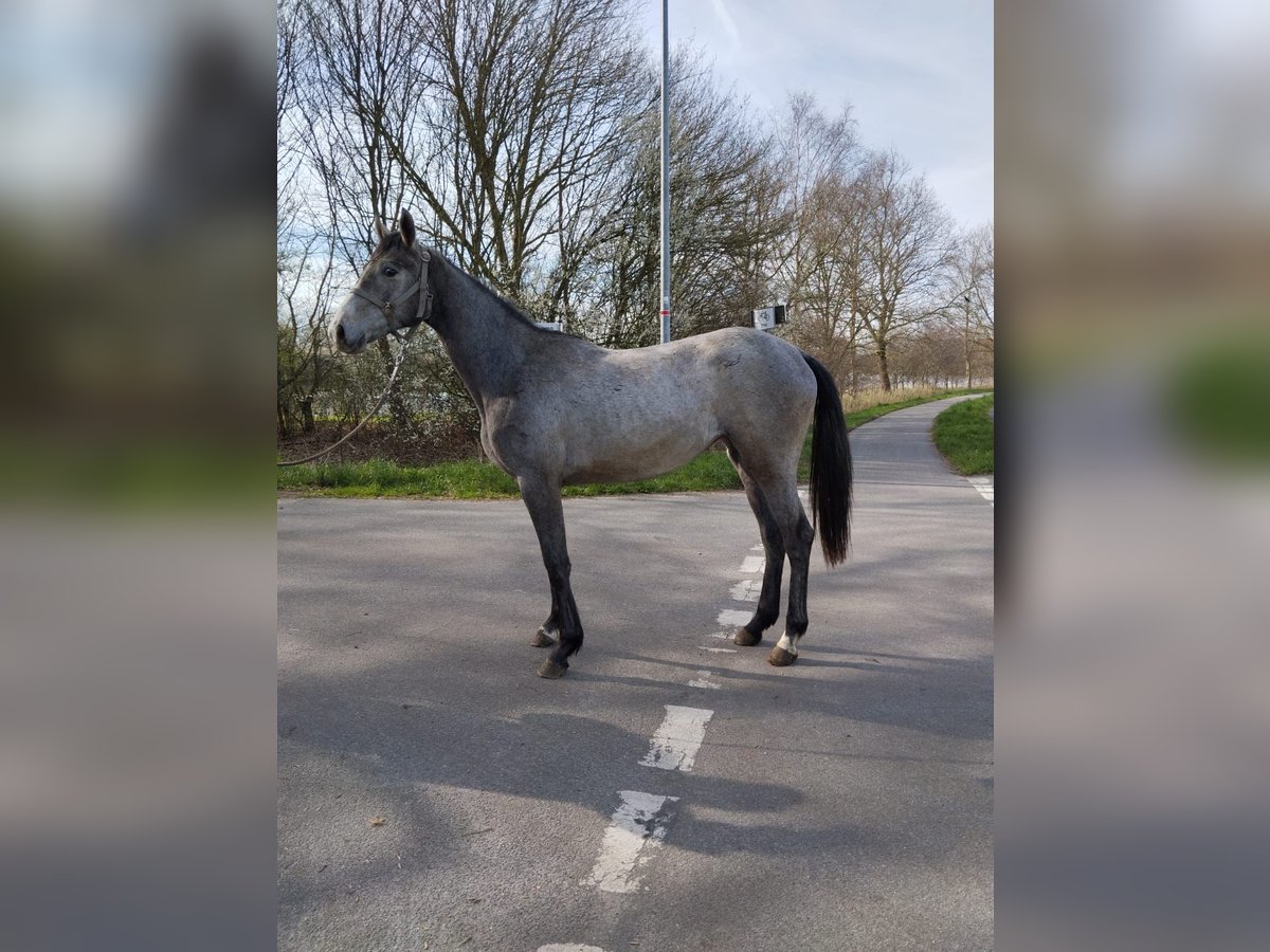 Hanoverian Mare 2 years 16,2 hh Gray in Ihlow