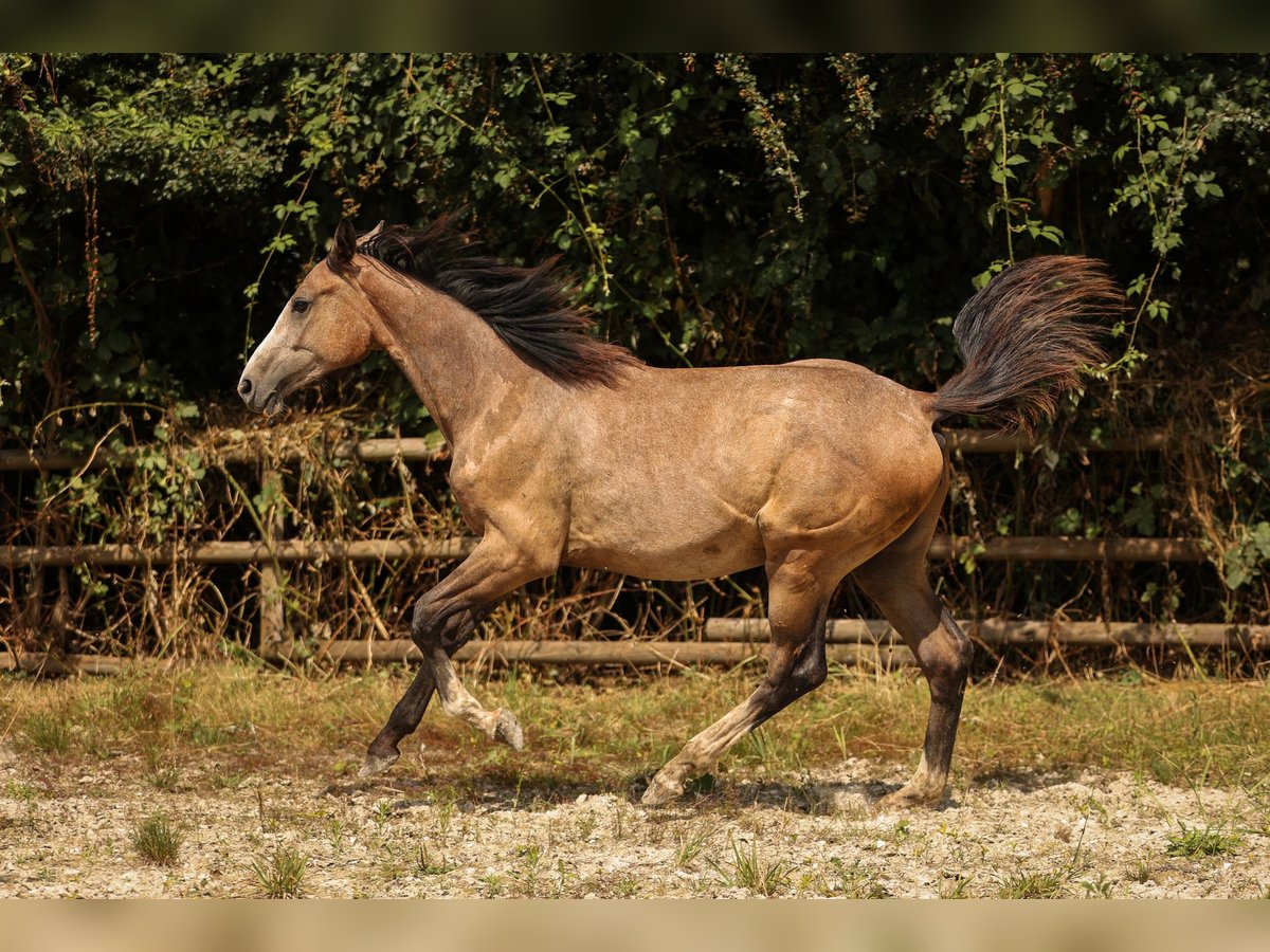 Hanoverian Mare 2 years 16,2 hh Gray in Moers