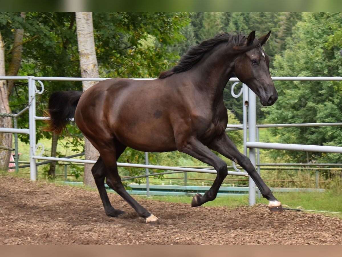 Hanoverian Mare 2 years 16 hh Black in Hummeltal