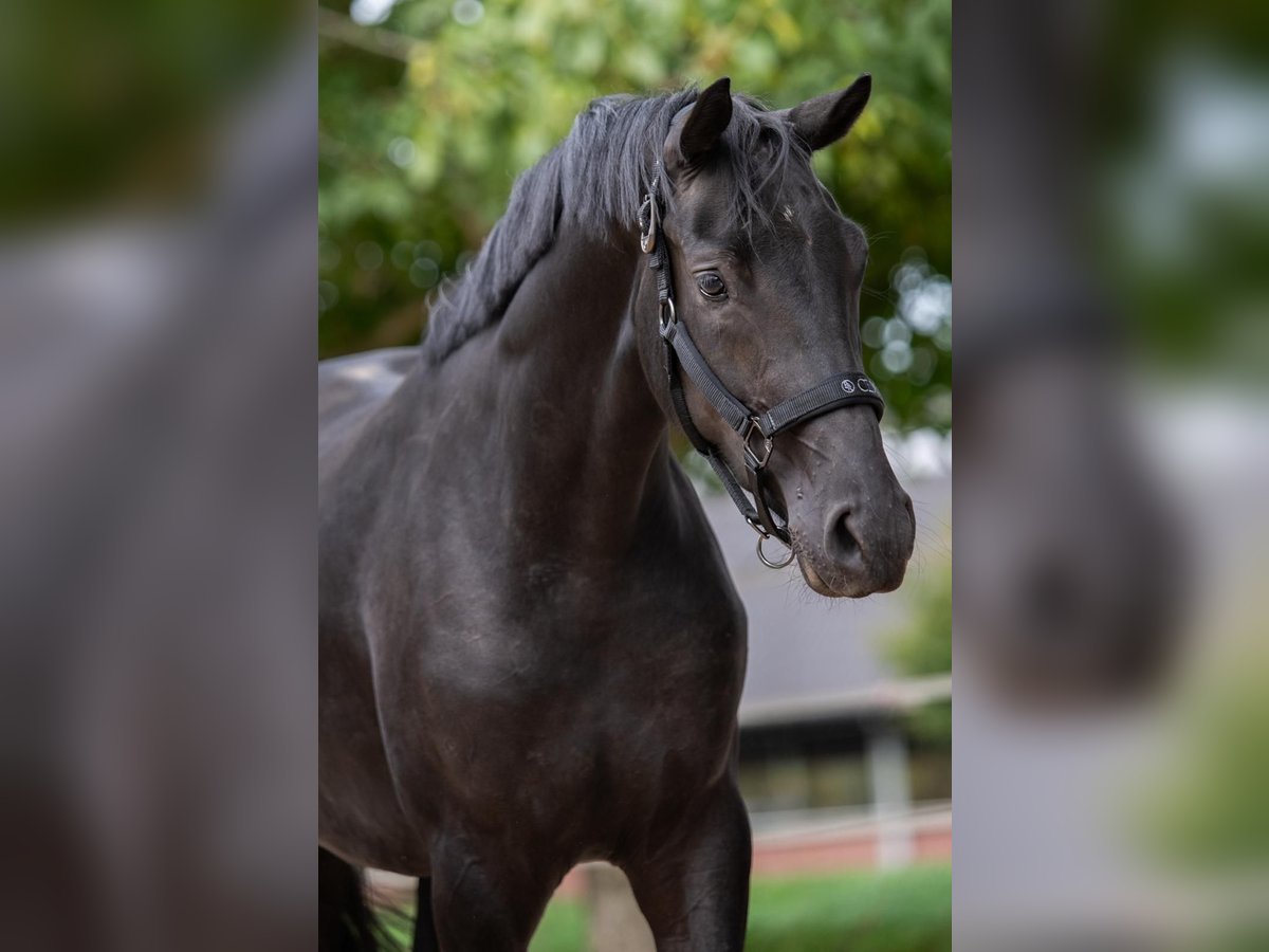 Hanoverian Mare 2 years 16 hh Black in Merkelbeek