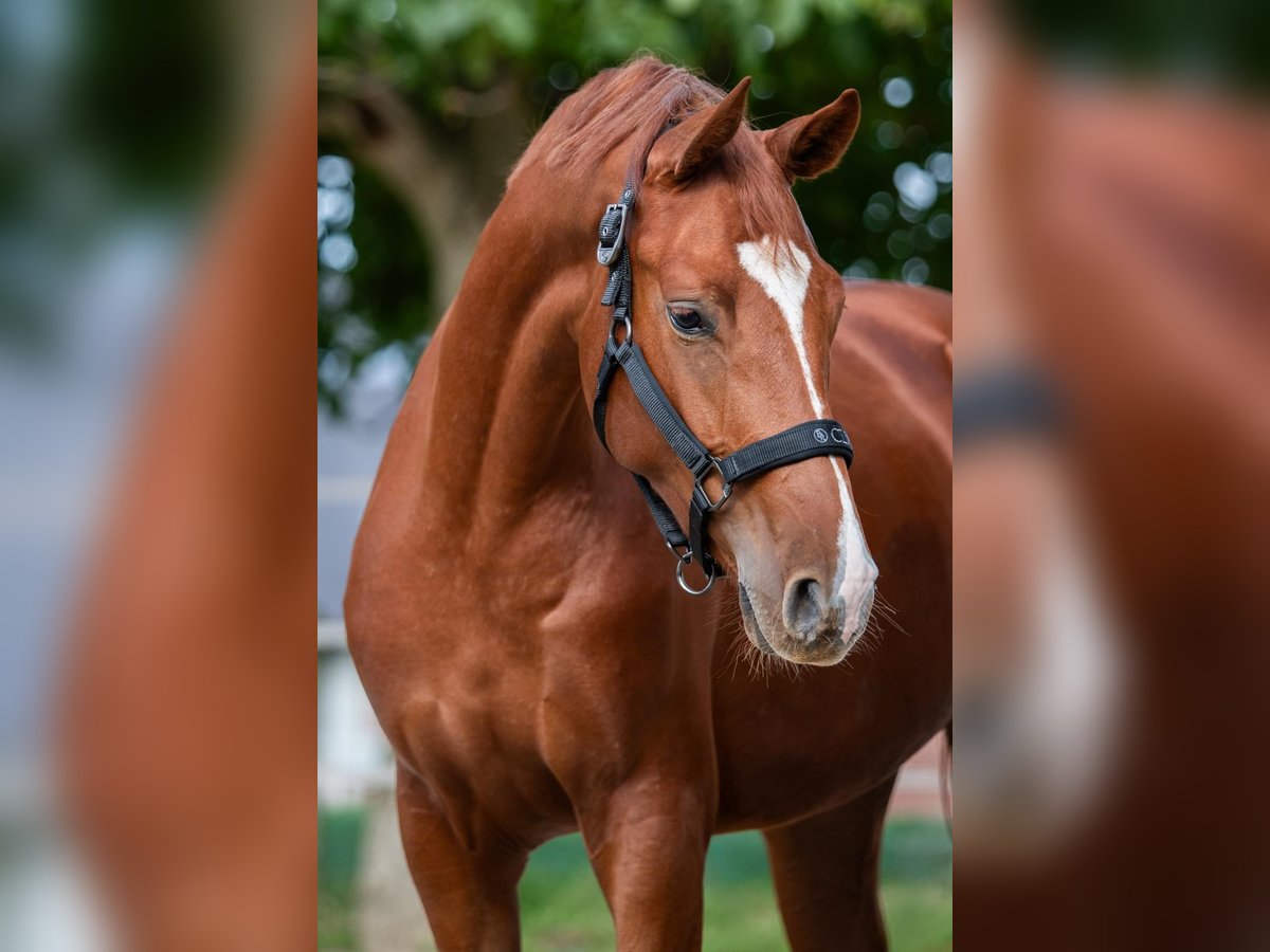 Hanoverian Mare 2 years 16 hh Chestnut-Red in Merkelbeek