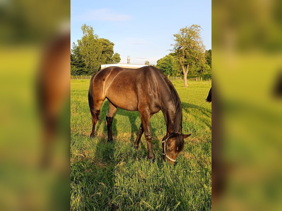 Hanoverian Mare 2 years 16,1 hh Bay-Dark in Rodewald