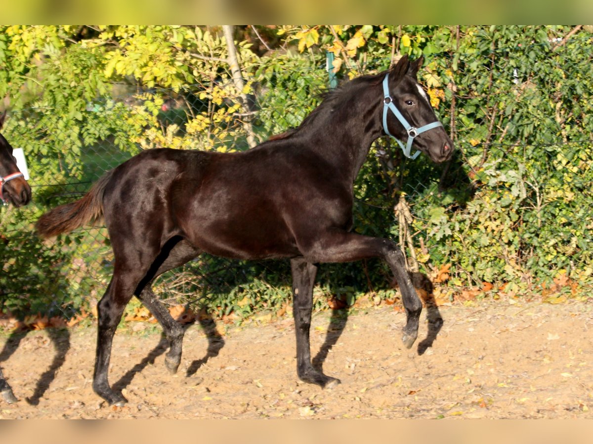 Hanoverian Mare 2 years 16,2 hh Black in Kutenholz
