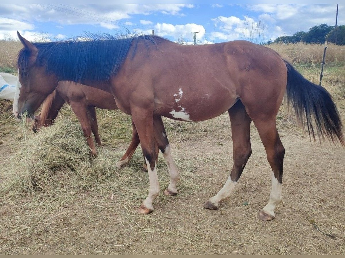Hanoverian Mare 2 years 17 hh Pinto in Aarbergen