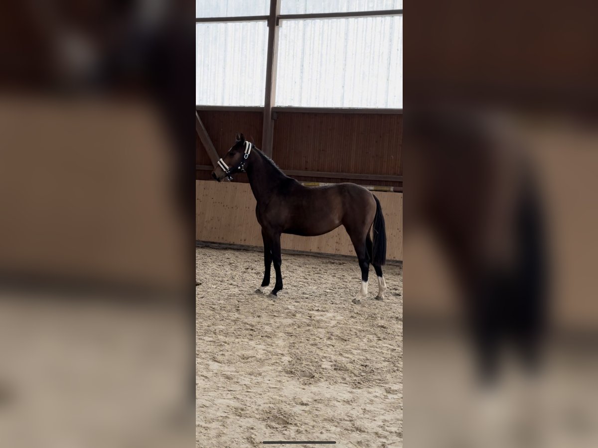 Hanoverian Mare 2 years Bay-Dark in Hannoversch M&#xFC;nden