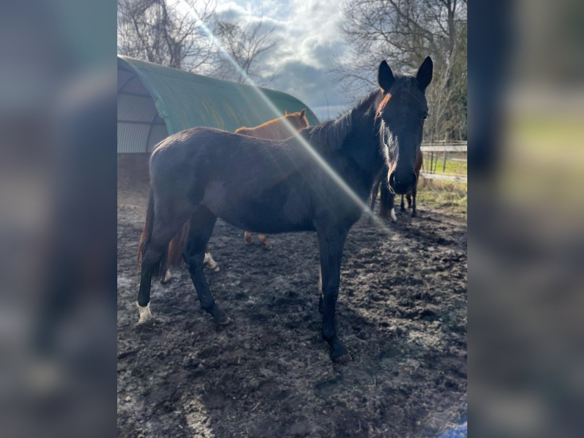 Hanoverian Mare 2 years in Wietstock