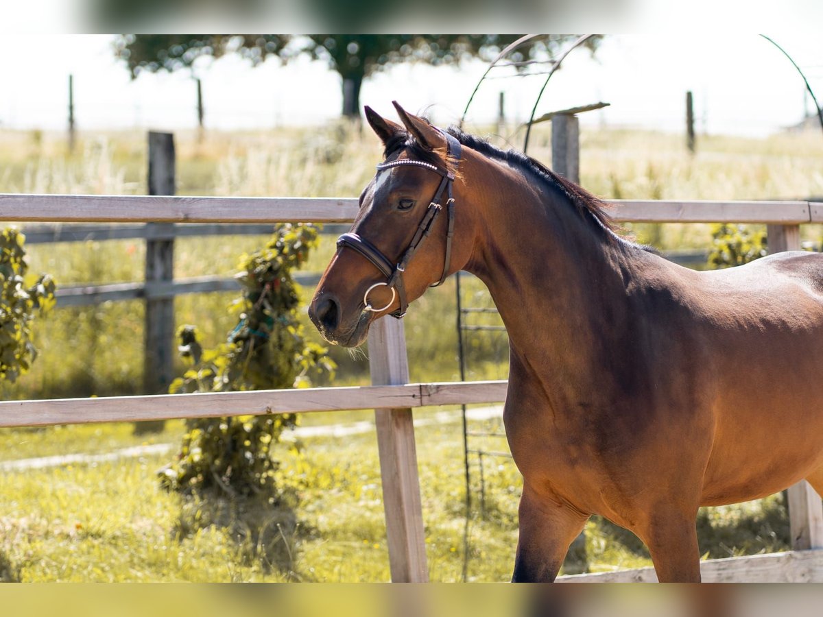 Hanoverian Mare 3 years 14,1 hh Brown in Waldfeucht
