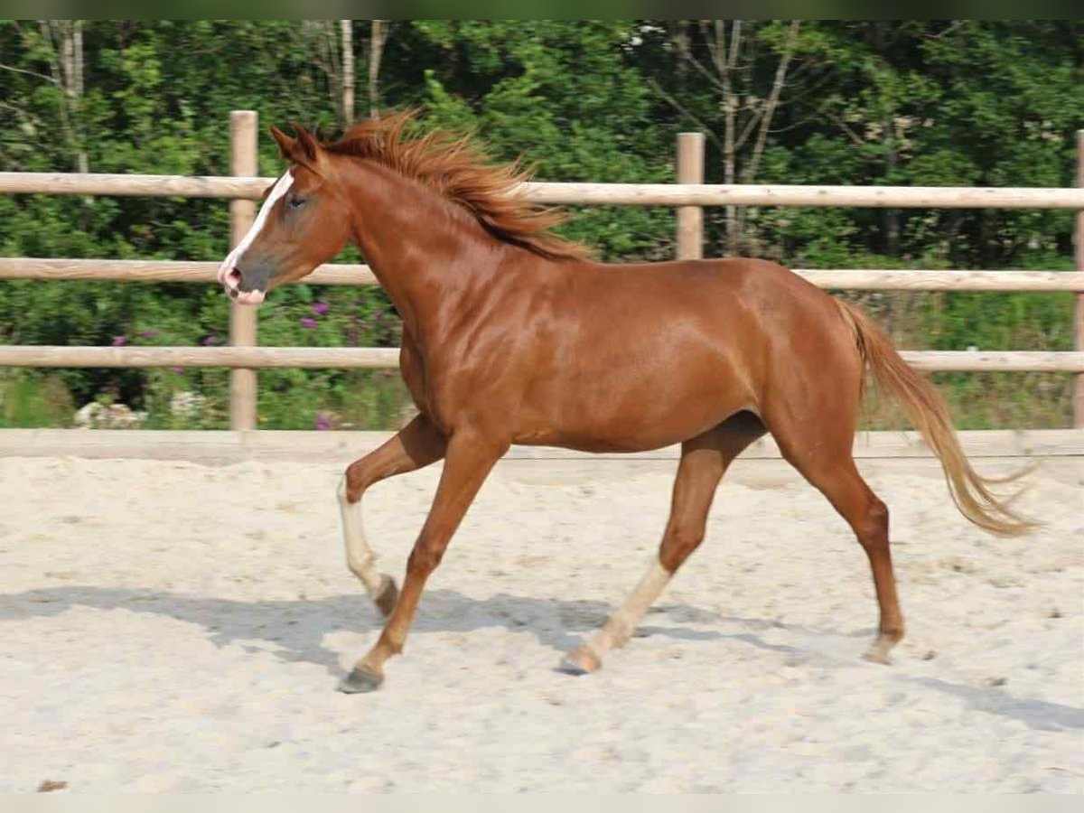 Hanoverian Mare 3 years 14,3 hh Chestnut-Red in Marne