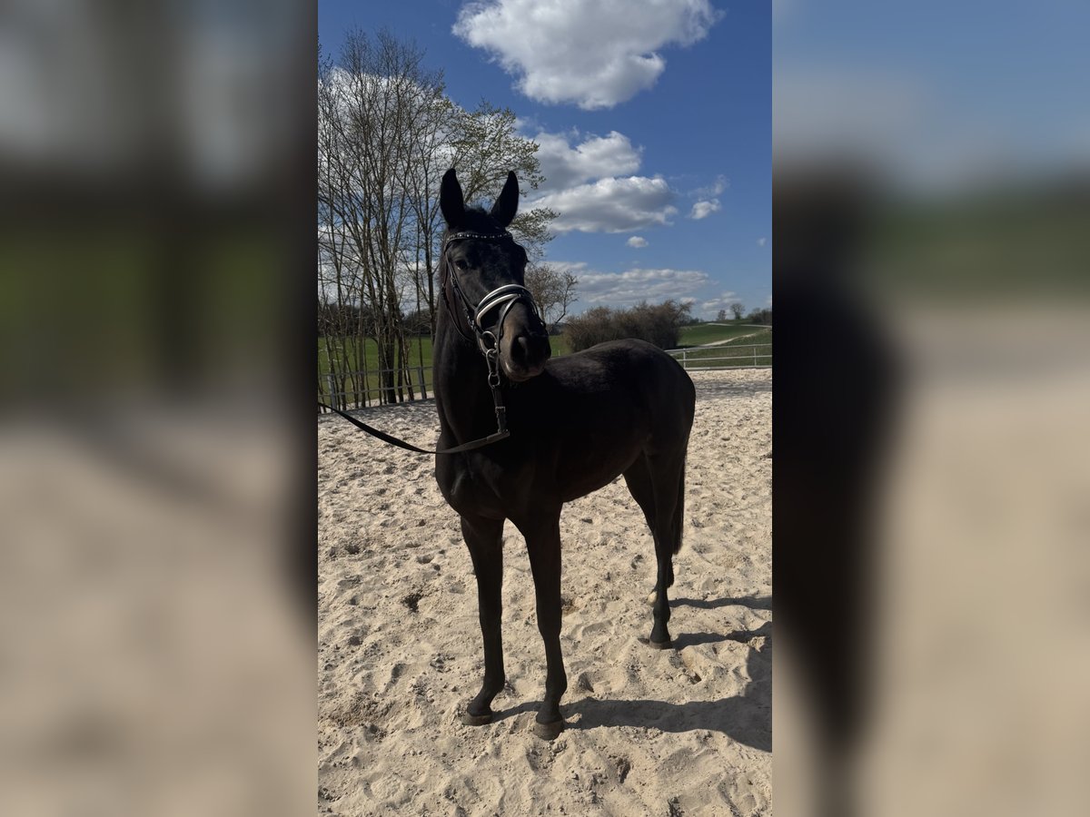 Hanoverian Mare 3 years 15,2 hh Black in Hardegsen