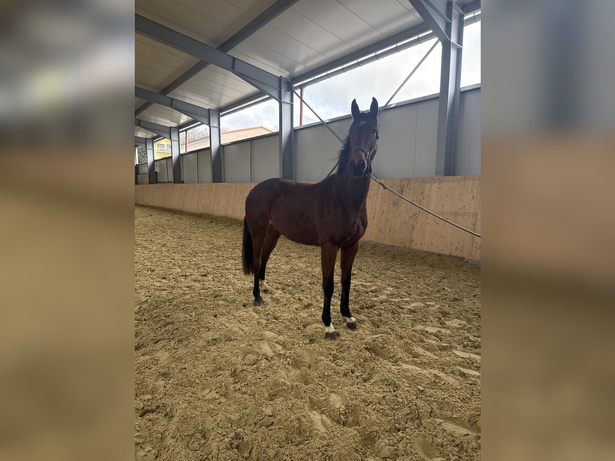 Hanoverian Mare 3 years 15,2 hh Brown in Dingelstädt