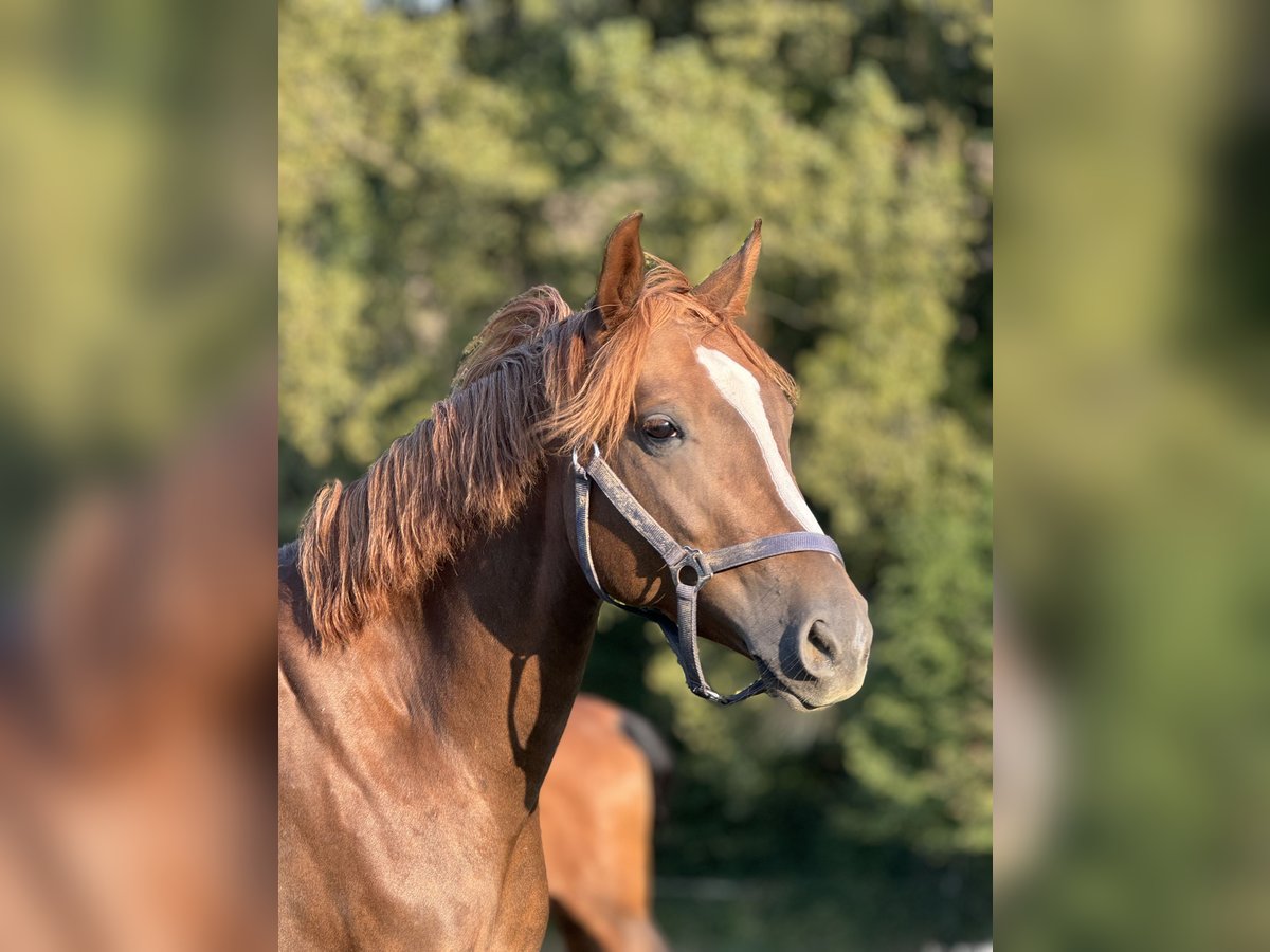 Hanoverian Mare 3 years 15,2 hh Chestnut in Düsseldorf