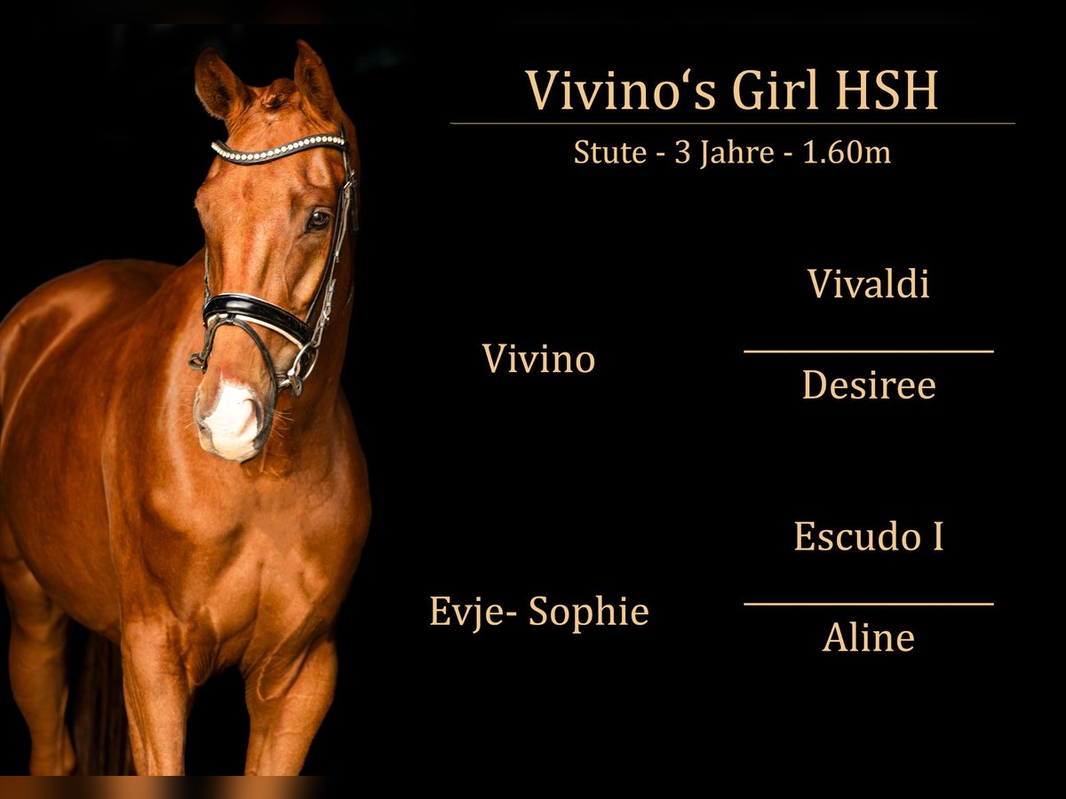 Hanoverian Mare 3 years 15,2 hh Chestnut in Kessenich