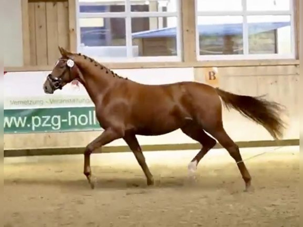 Hanoverian Mare 3 years 15,2 hh Chestnut-Red in Weil