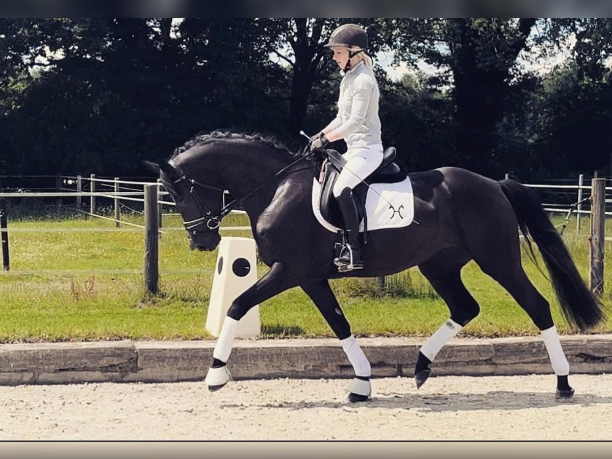 Hanoverian Mare 3 years 15,3 hh Black in Nordhorn