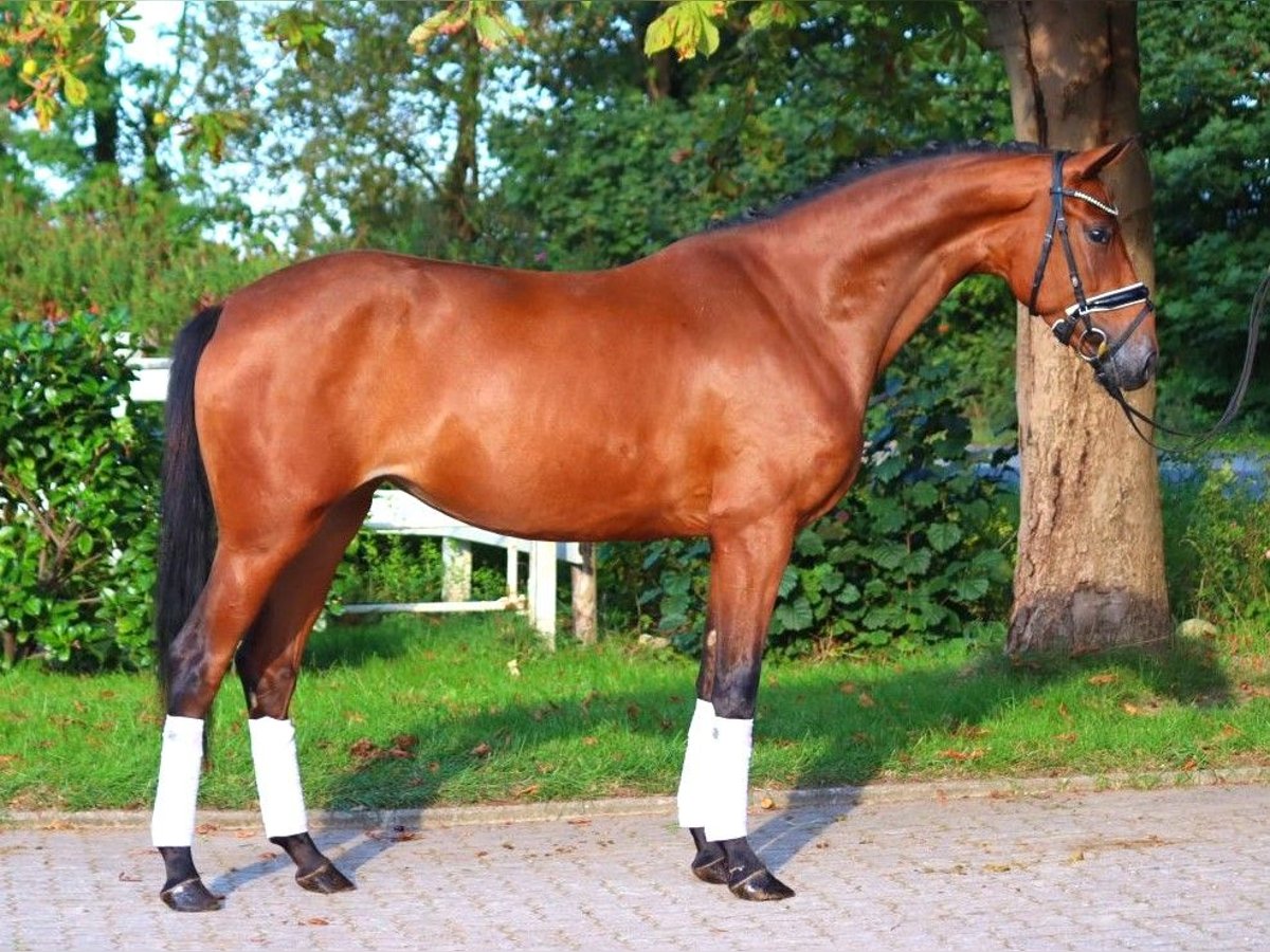 Hanoverian Mare 3 years 15,3 hh Brown in Selsingen