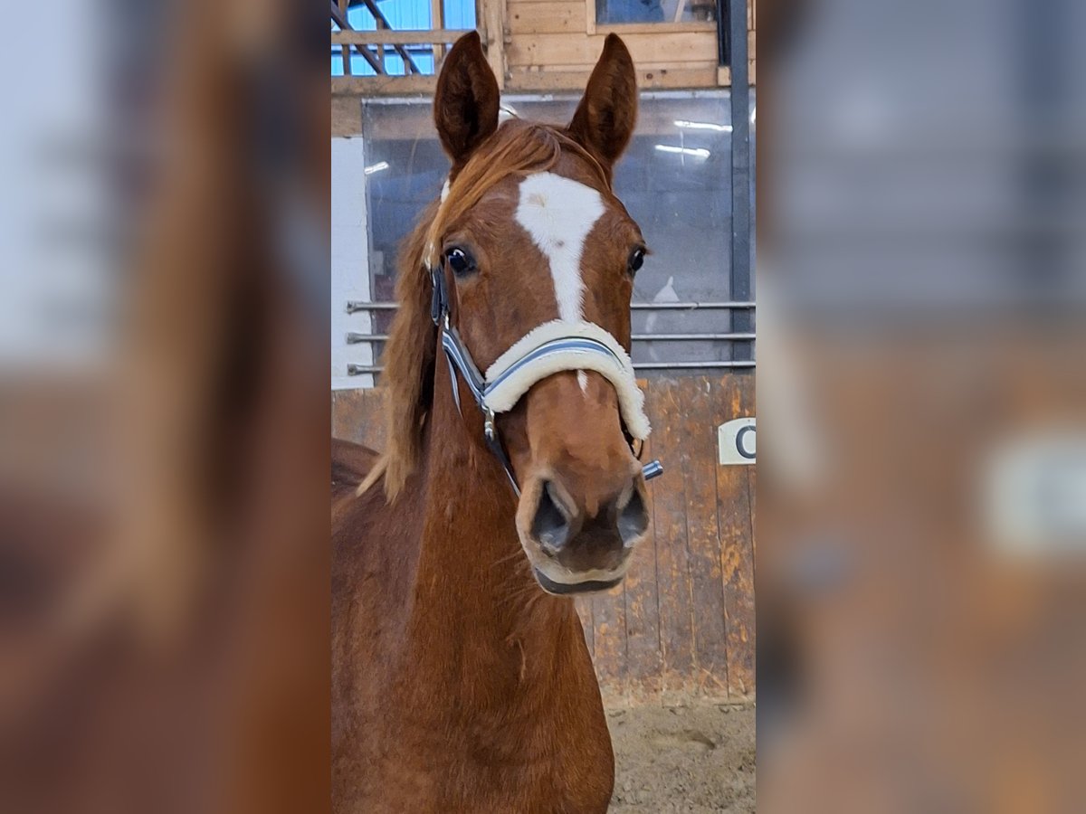 Hanoverian Mare 3 years 15,3 hh Chestnut-Red in Wurster Nordseeküste