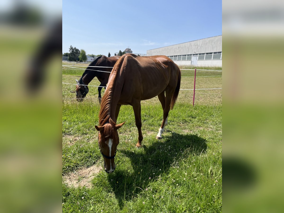 Hanoverian Mare 3 years 15,3 hh Chestnut-Red in Schwalmstadt