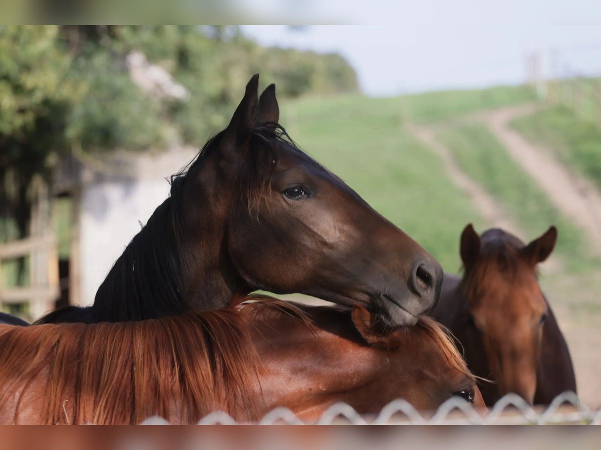 Hanoverian Mare 3 years 15 hh Bay-Dark in Salins