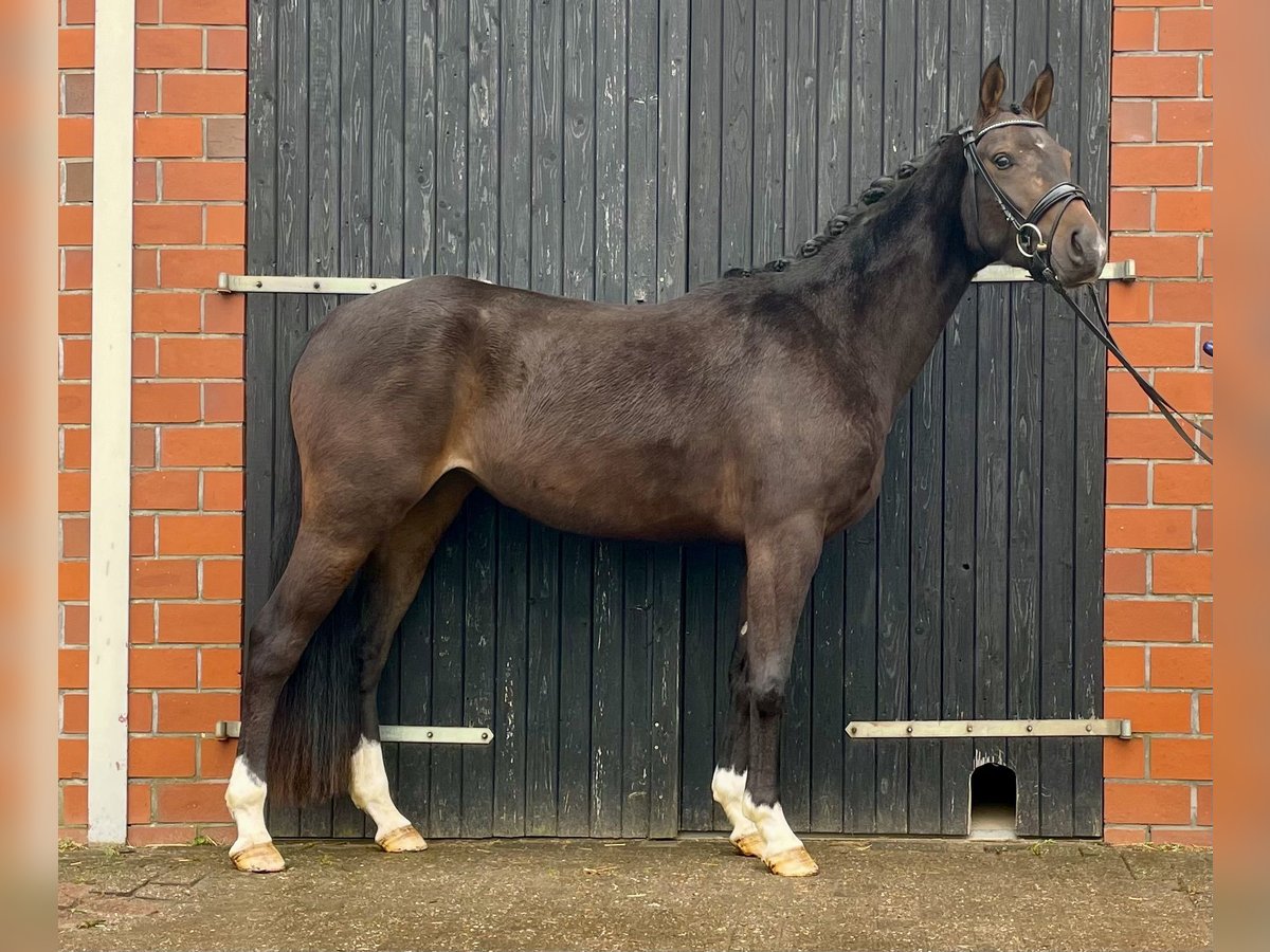 Hanoverian Mare 3 years 15,1 hh Bay-Dark in Schwanewede
