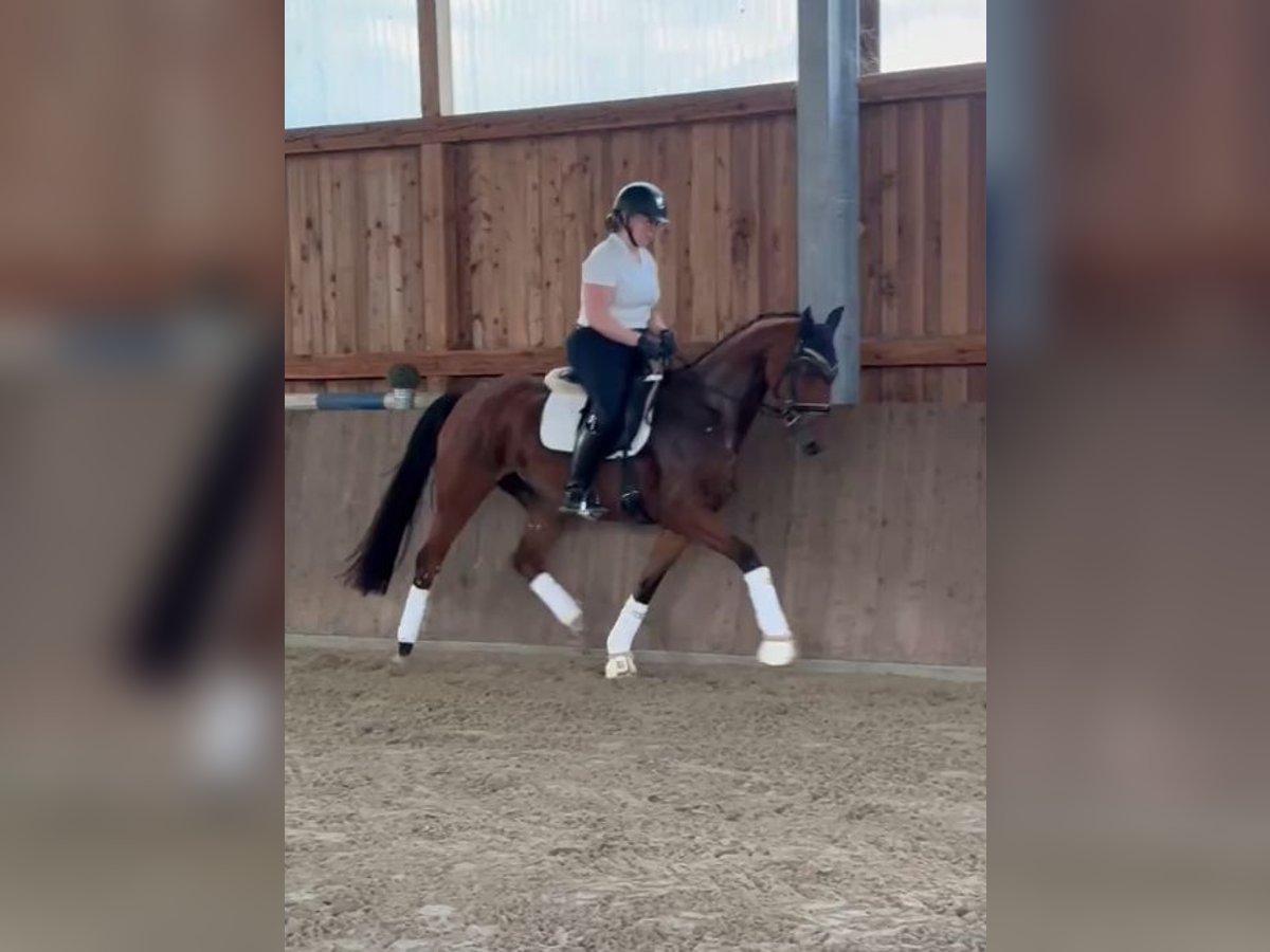 Hanoverian Mare 3 years 15,2 hh Brown in Neustadt