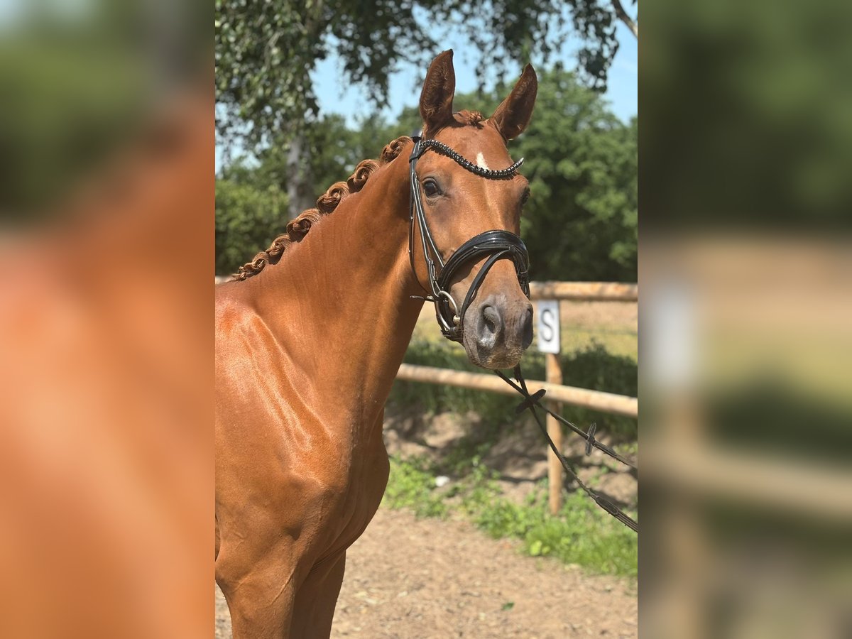 Hanoverian Mare 3 years 15,2 hh Chestnut-Red in K&#xF6;lln Reisiek