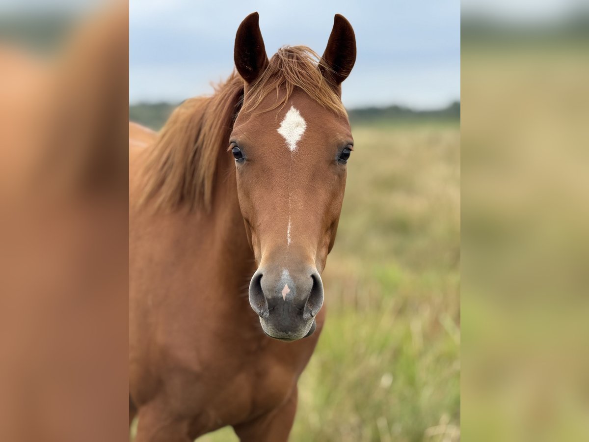 Hanoverian Mare 3 years 15,2 hh Chestnut-Red in Lilienthal