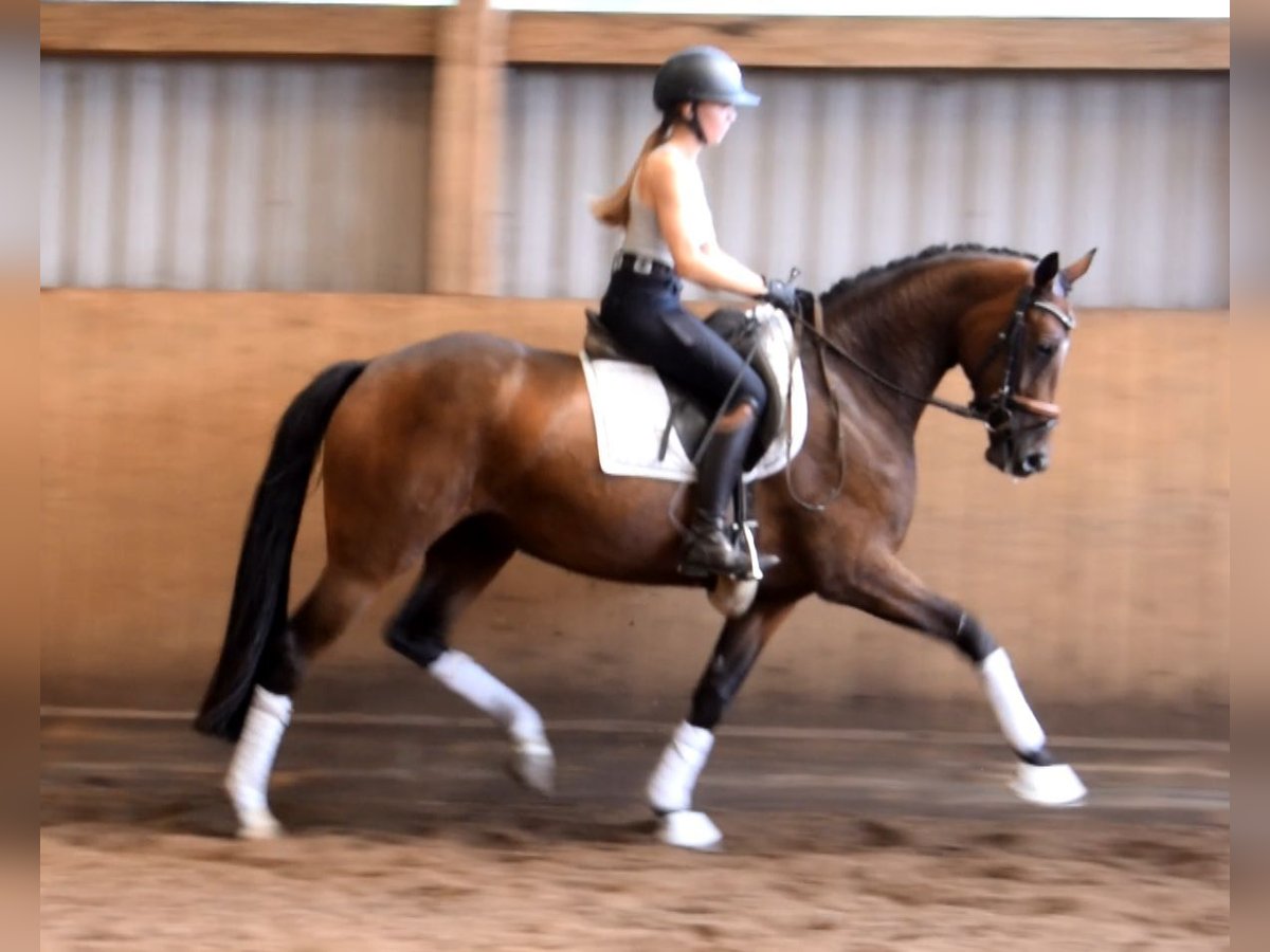 Hanoverian Mare 3 years 15,3 hh Brown in Fredenbeck