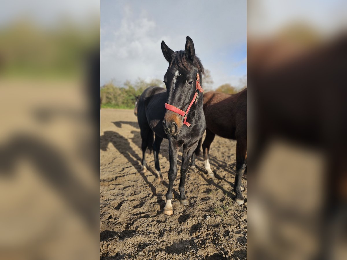 Hanoverian Mare 3 years 16,1 hh Black in Moers