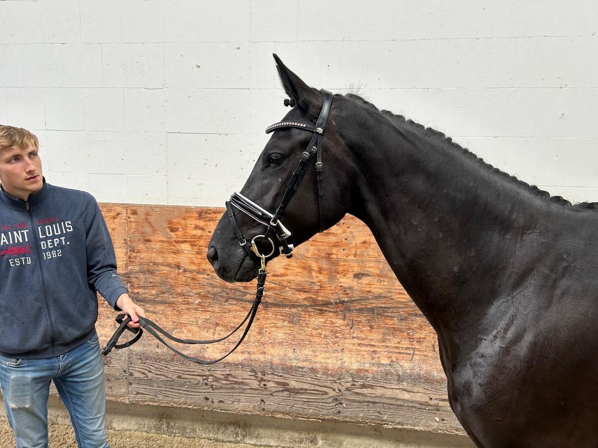 Hanoverian Mare 3 years 16,1 hh Black in Verden (Aller)