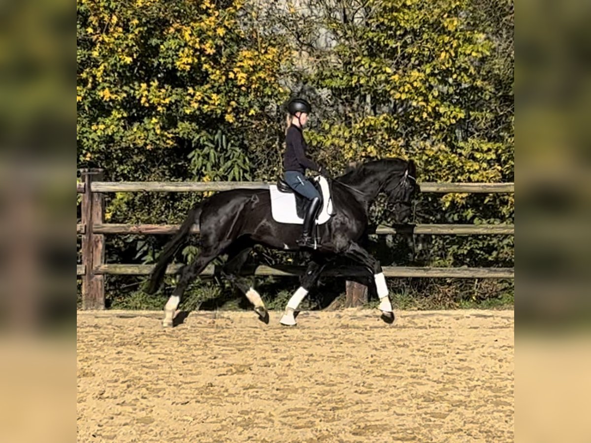 Hanoverian Mare 3 years 16,1 hh Black in Marxen