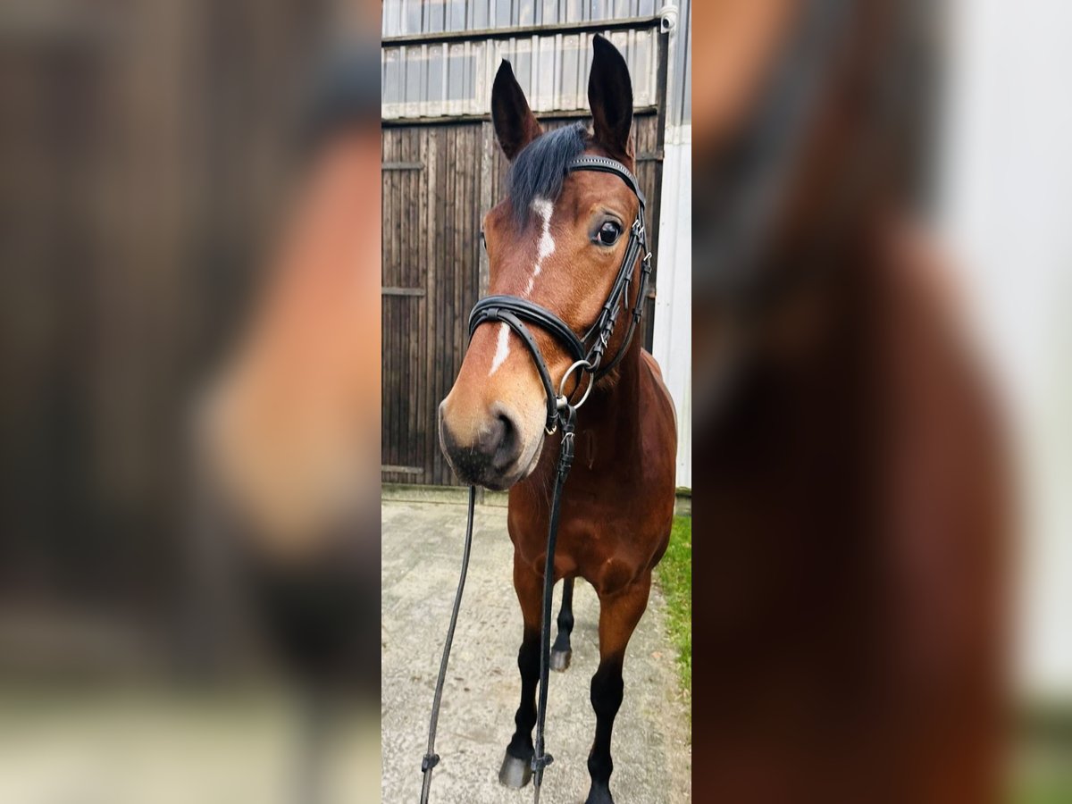 Hanoverian Mare 3 years 16,1 hh Brown in Sottrum