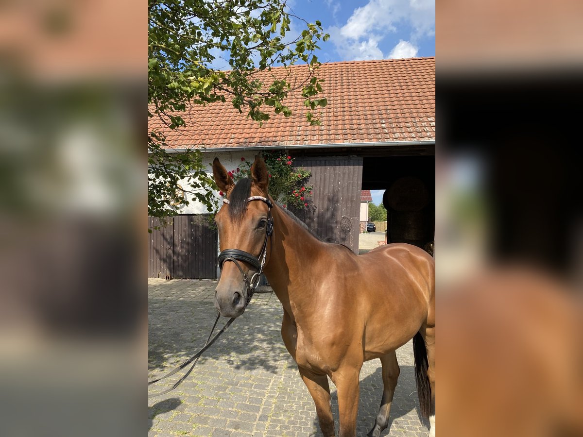 Hanoverian Mare 3 years 16,1 hh Brown in Büttstedt