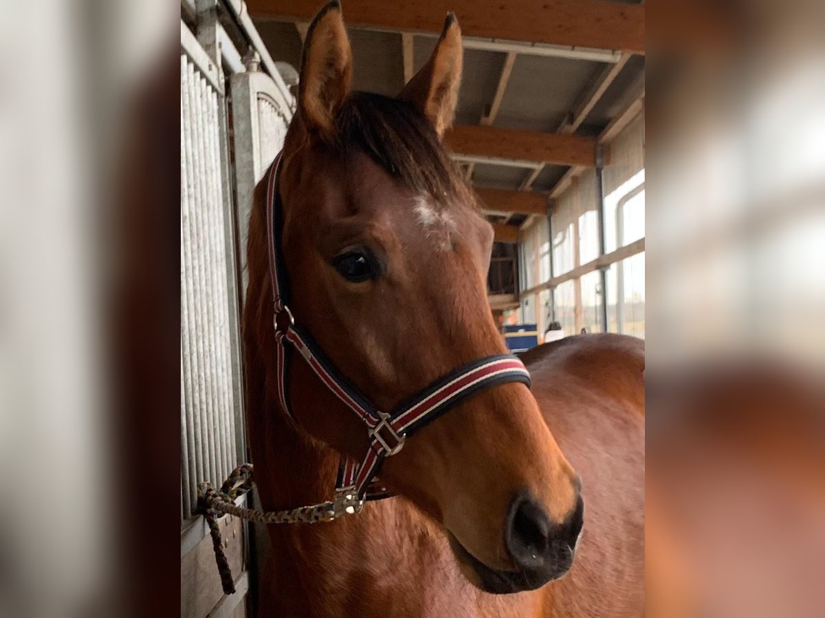 Hanoverian Mare 3 years 16,1 hh Brown in Langwedel